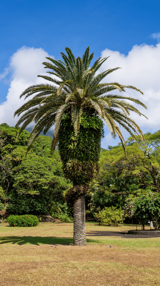 Hachijojima thumbnail