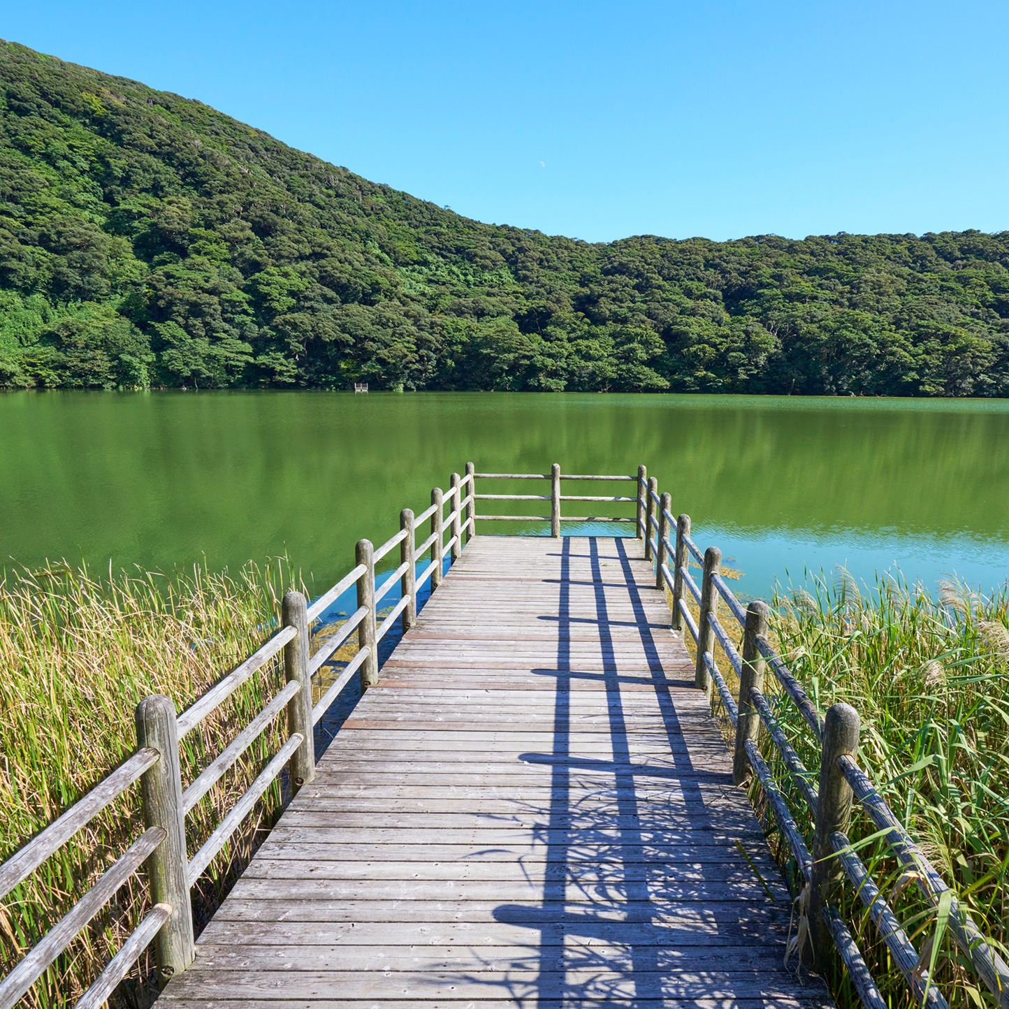 Miyakejima: An Island Adventure From Land to Sea